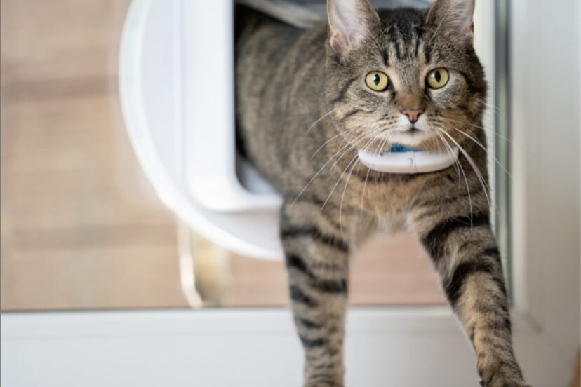 Cat GPS Tracker is Worn as a Collar